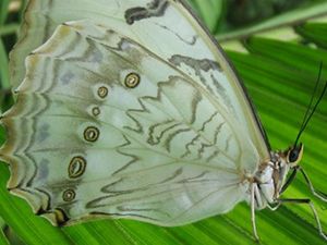 Morpho polyphemus