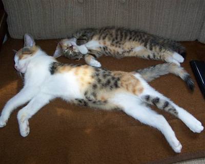 Kočky spící 