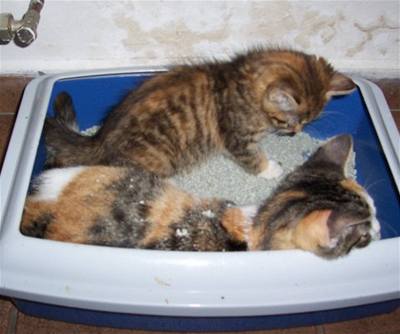 Mia a Čita siesta v záchodku