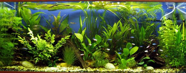 B�ra akv�rium 4