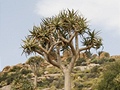 Goegap Aloe dichotoma