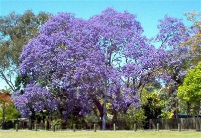 Afrika kvetouc jacarandy