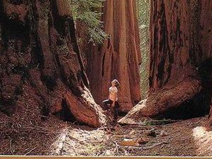 Beneš - Sequoia National Park1