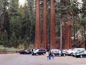 Beneš - Sequoia National Park3