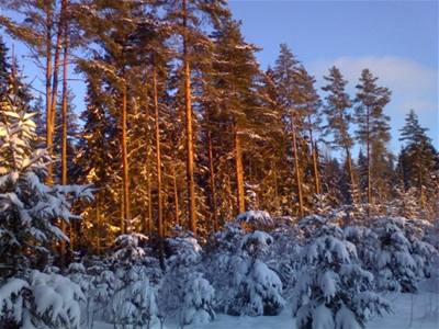 Norsko - prvn paprsky na velkm lese
