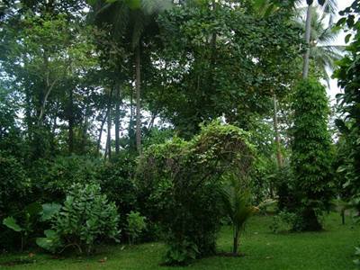 Kolnkov - Sr Lanka - park
