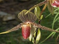 Botanick orchideje