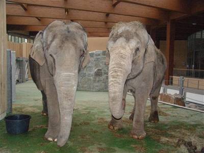 Jula - Ostravsk Zoo - indick slonice
