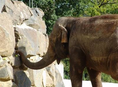 Jula - Ostravsk Zoo - krmen slon 3