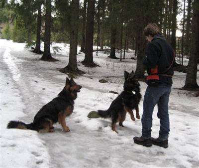 Norsko Marek a psi v akci 1