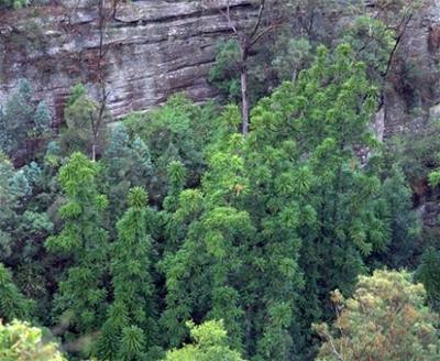 Austr�lie Wollemia Nobilis 1