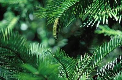 Austr�lie Wollemia Nobilis 3