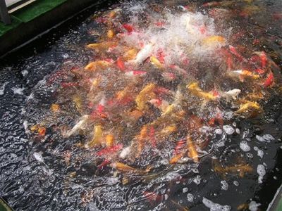 Růžička ryby krmení