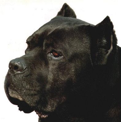 Cane corso italiano