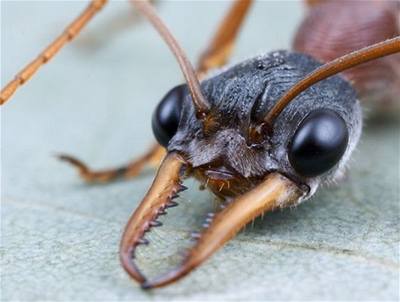 Švehla - Austrálie - volští mravenci 1
