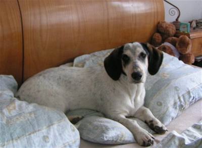 Va�kov� - Buffinka