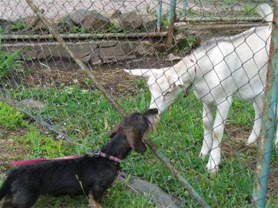 Florinov Betty a koza
