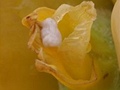 Musella lasiocarpa květy