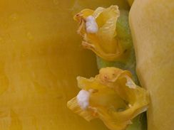 Musella lasiocarpa květy