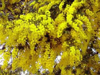 George �vehla - kvetouc� ak�cie