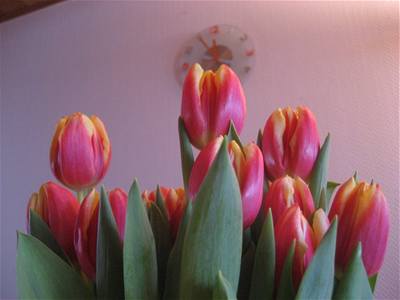 Dede - tulipány s hodinami