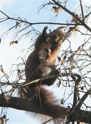 Moj��ov� - Pinky