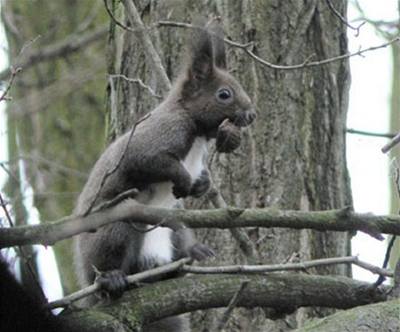 Moj��ov� - T�r�k