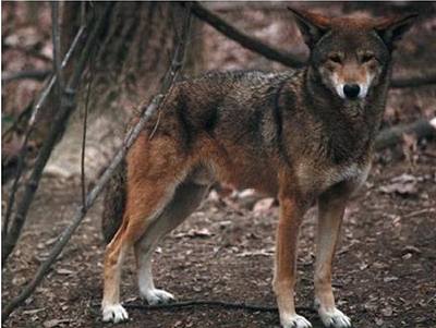 ilustran foto - red wolf - rud vlk
