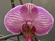 Botanická zahrada - orchideje 23