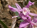 Botanická zahrada - orchideje 1