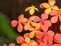 Botanická zahrada - orchideje 4
