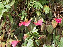Botanická zahrada - orchideje 2
