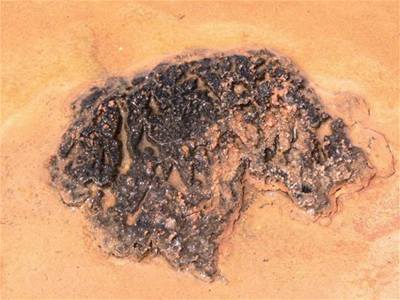 vehla - Austrlie - Stromatolity 2 iv