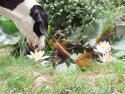 Xerxov� - koupadla - lekn�nov� limon�da