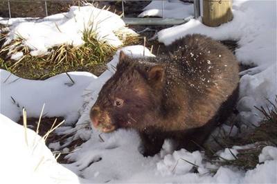 vehla - Austrlie - wombat na svhu 