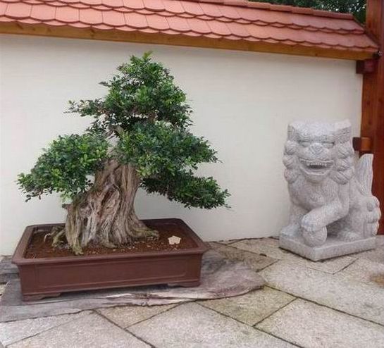 bonsai Oleko
