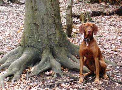 Kolakov - Eus na horch 1