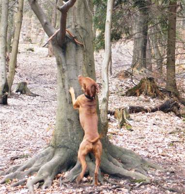 Kolakov - Eus na horch 2