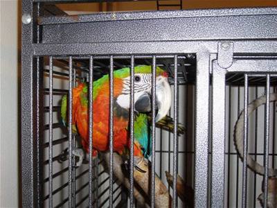 Kolakov - Eus na horch 4 - Lrinka