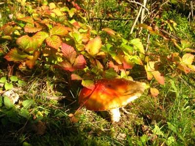 Dede - Norsko - září u jezera 4 houba