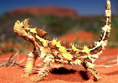 vehla - Austrlie - Moloch horridus 1