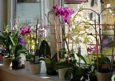 Hoikov - orchideje 