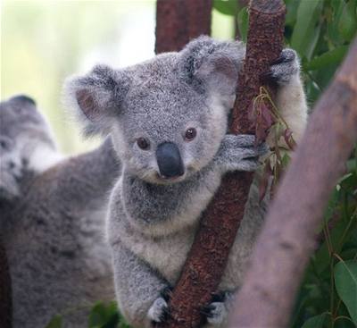 vehla - Austrlie - koala mld 