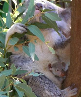 vehla - Austrlie - koala mld s matkou