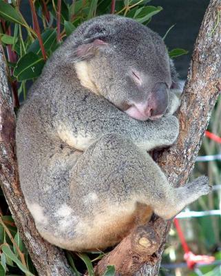 vehla - Austrlie - koala vyspv opiku