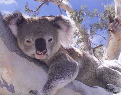 vehla - Austrlie - koala relaxujc