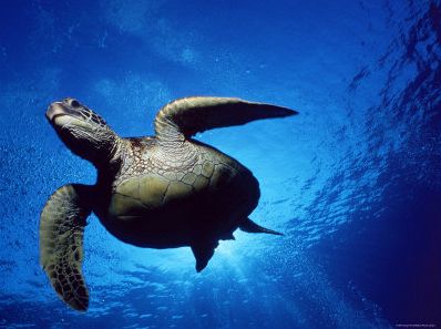 Green-Turtle-Swimming-Hawaii-Pacific-Ocean-Underside-View
