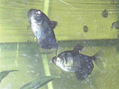 Crossette - zdravá rybka nadnáší nemocnou