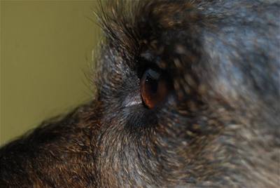Flori�nov� - B��a detail