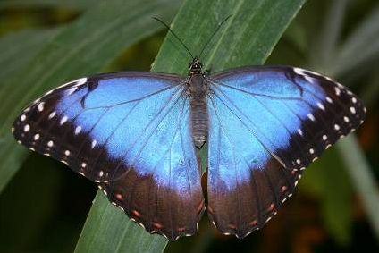 motýli 2